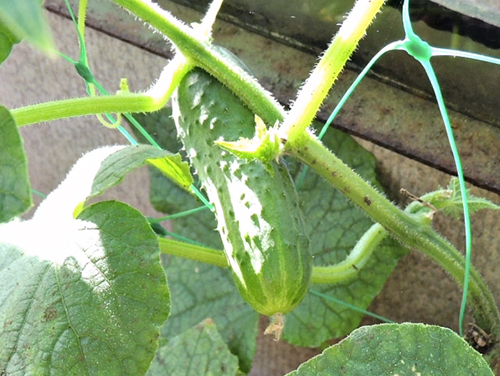 Cucumber variety Paratunka