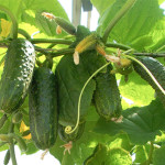 Cucumber variety Pasalimo (F1)