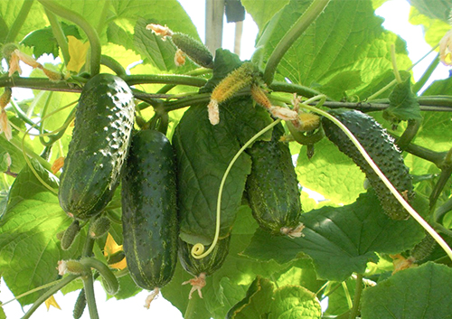 Cucumber variety Pasalimo