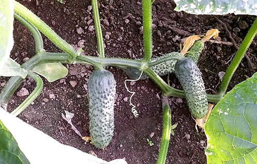 Cucumber variety Pasalimo