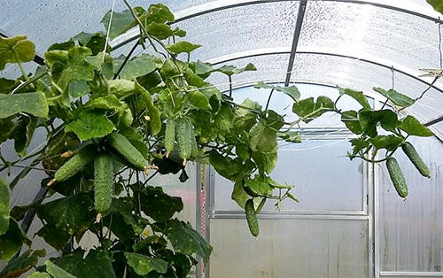 Cucumber variety Pasalimo