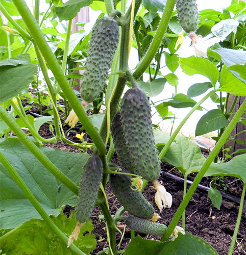 Cucumber variety Pasalimo