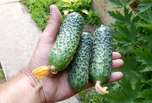 Cucumber variety Pasalimo