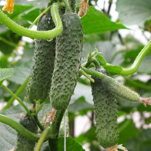 Cucumber variety Pasalimo