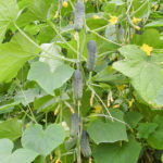 Cucumber variety Pasamonte (F1)