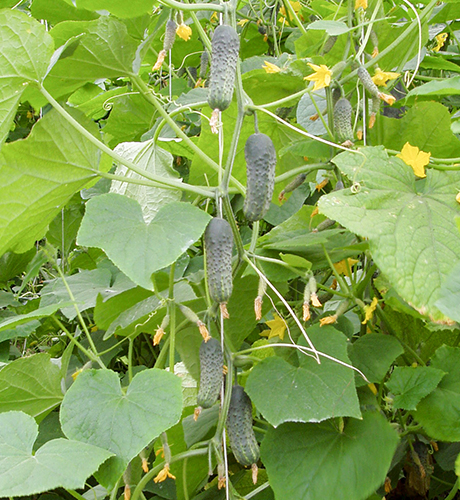 Cucumber variety Pasamonte