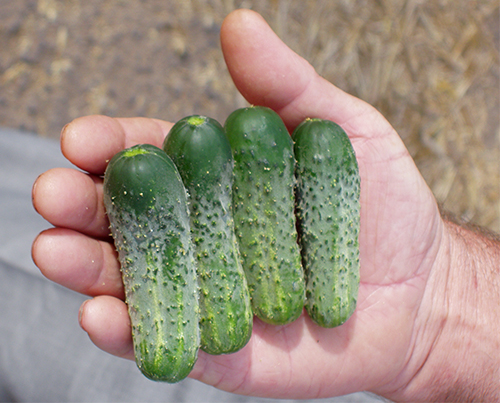 Cucumber variety Pasamonte