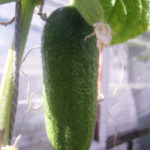 Cucumber variety Patti (F1)