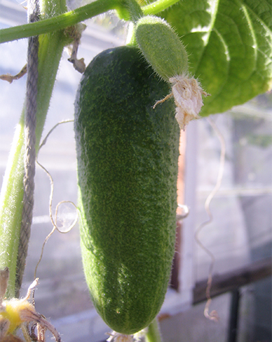 Cucumber variety Patti