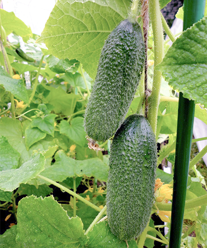 Cucumber variety Patti