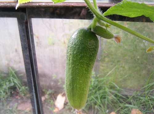 Cucumber variety Patti