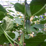 Cucumber variety Satina (F1)