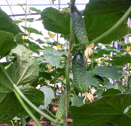 Cucumber variety Satina