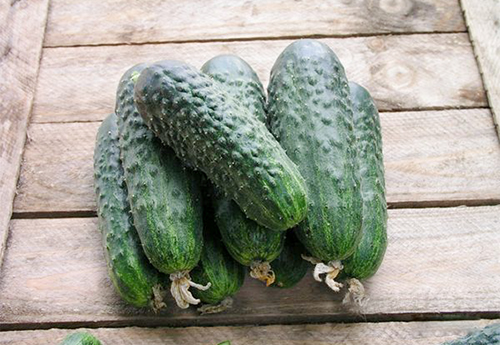 Cucumber variety Satina