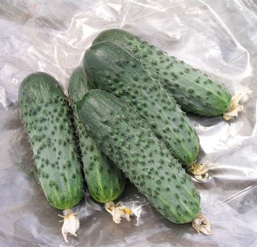 Cucumber variety Satina