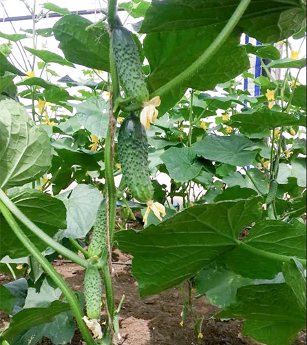 Cucumber variety Satina