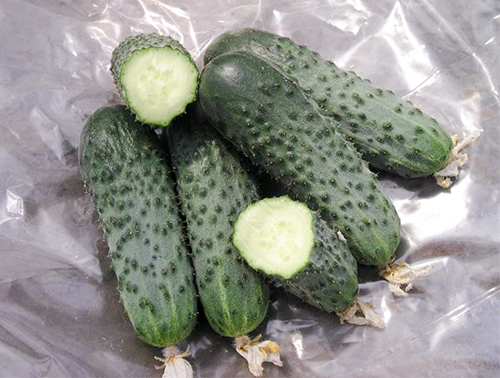 Cucumber variety Satina