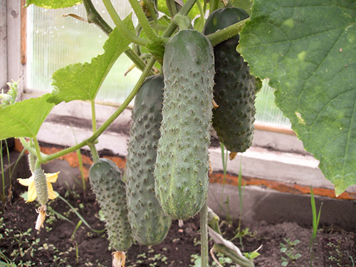 Cucumber variety Temp