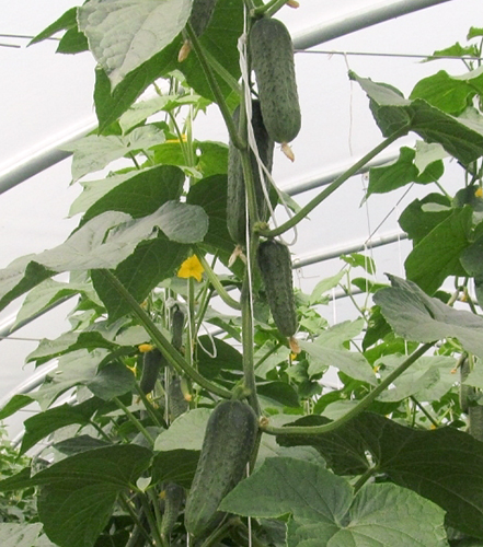 Cucumber variety Temp