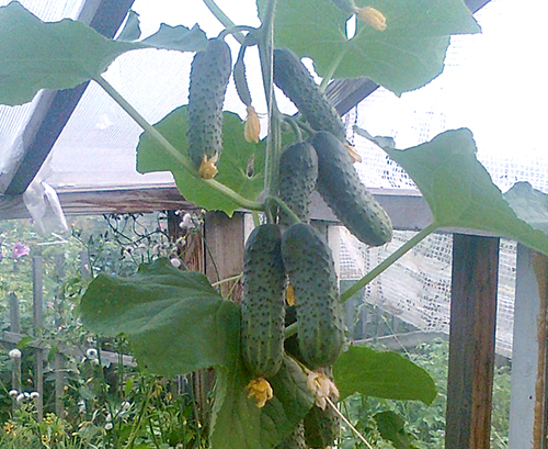 Cucumber variety Temp