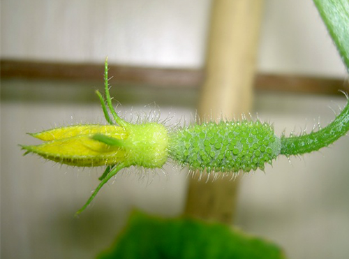 Cucumber variety Temp