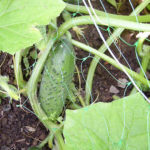 Cucumber variety Mother-in-law (F1)