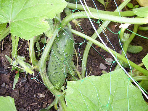 Cucumber variety Mother-in-law