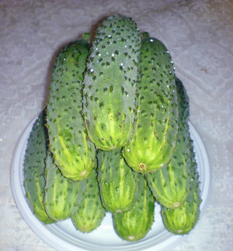 Cucumber variety Mother-in-law