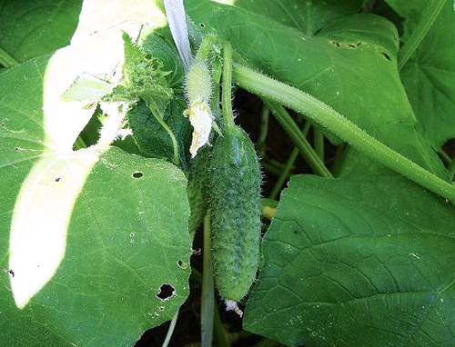 Cucumber variety Mother-in-law