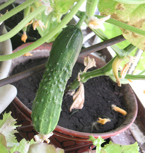 Cucumber variety Boyfriend