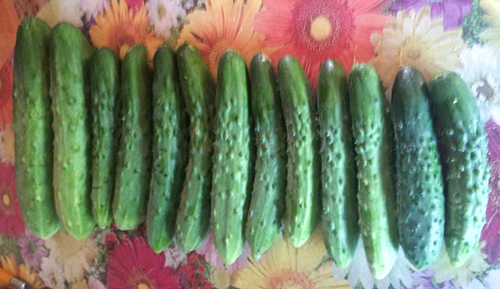 Cucumber Variety Boyfriend