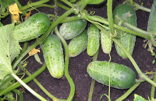 Cucumber variety True friends