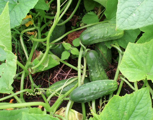 Cucumber variety True friends