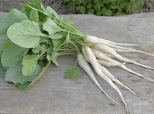 Radish variety Ice Icicle