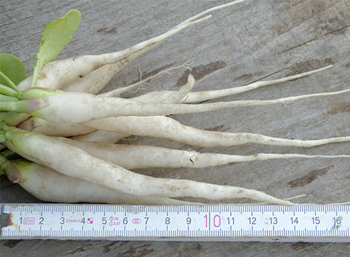 Radish variety Ice Icicle