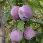 Plum variety Anna Shpet