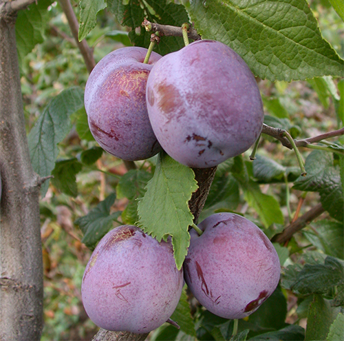 Plum variety Anna Shpet