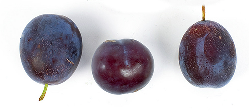 Plum variety Anna Shpet