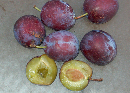 Plum variety Anna Shpet