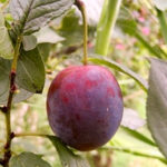 Plum variety Etude