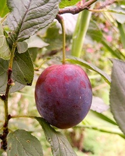 Plum variety Etude