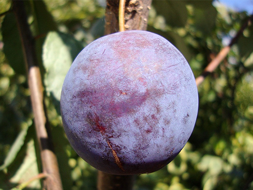 Plum variety Etude