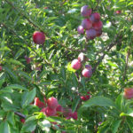 Plum variety Manchurian beauty