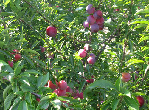 Plum variety Manchurian beauty