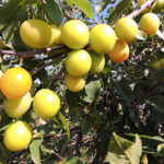 Plum variety Honey white (Honey yellow)