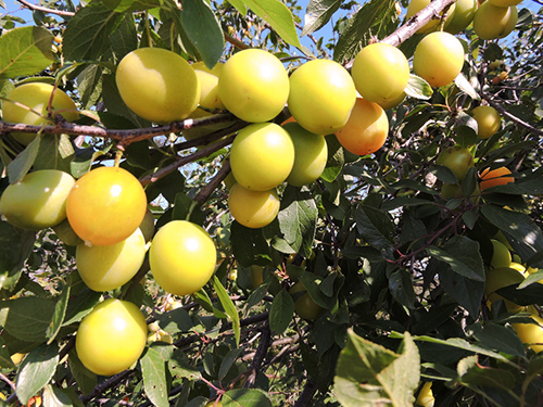 Pelbagai plum Madu putih (kuning madu)