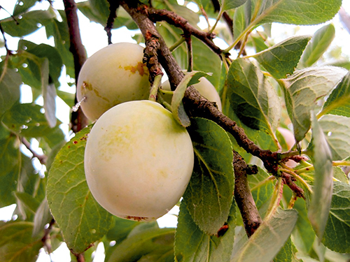 Plum variety Honey white