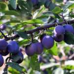 Plum variety Tula black