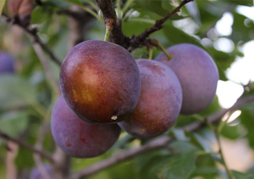 Plum variety Tula black