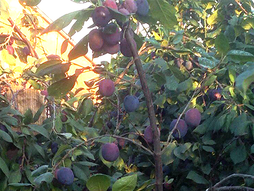 Plum variety Tula black